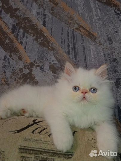 Персидские котята