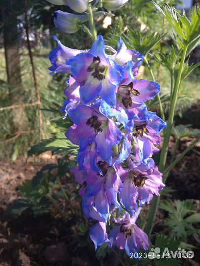 Дельфиниум саженцы