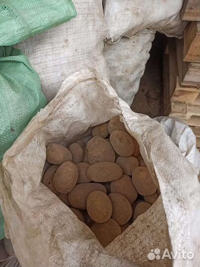 Картофель некондиция