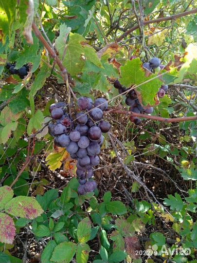 Продукты питания