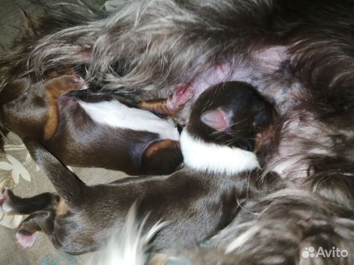 Шоколадная девочка