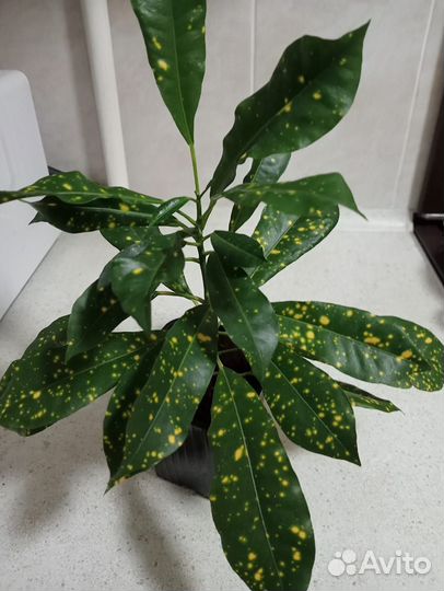 Кодиеум кротон