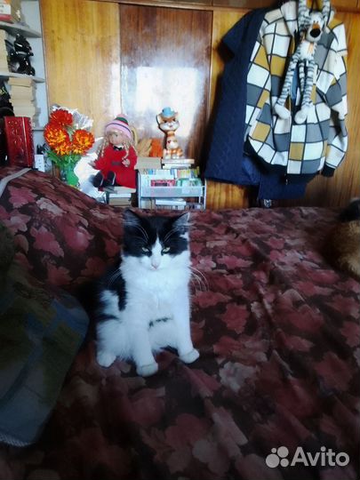 Девочка с дачи