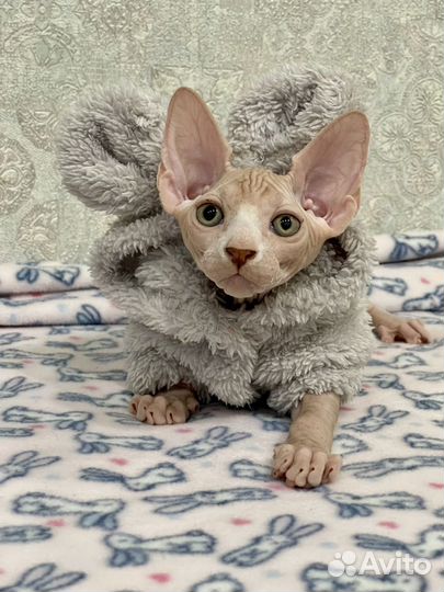 Канадский сфинкс, мальчик