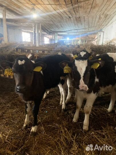 Телята. Телки и бычки