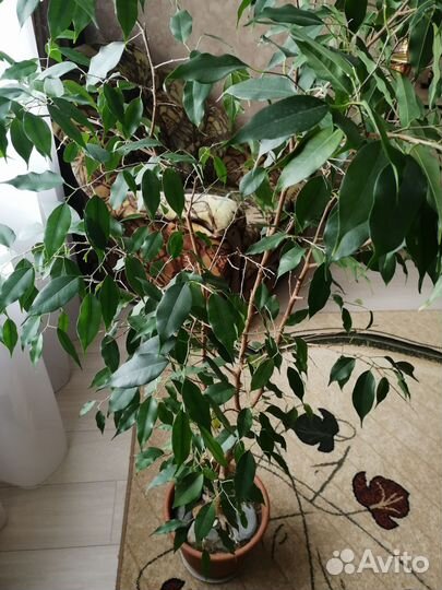 Фикус бенджамина
