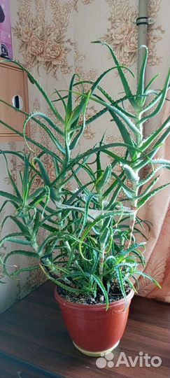 Продам алоэ столетник От Всех болезней