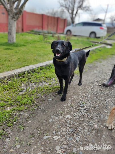 Собака в добрые руки