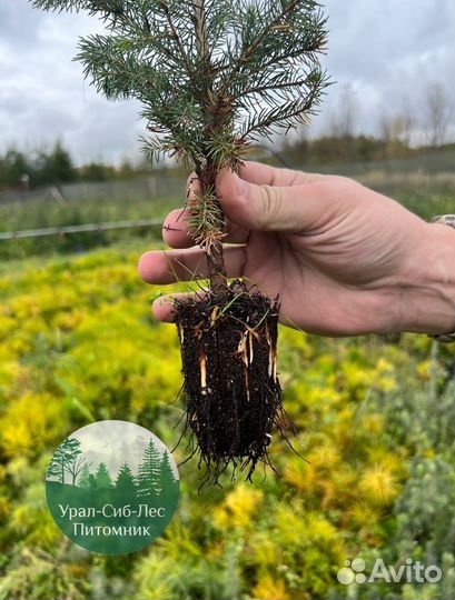 Сеянцы зкс Сосна окс Ель Лиственница Горная