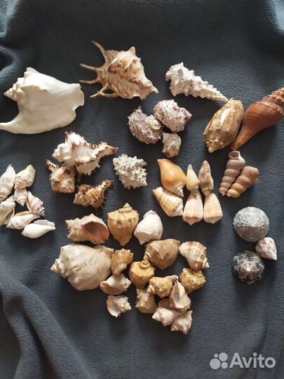 Ракушки,раковины моллюсков разные,колье из молюско