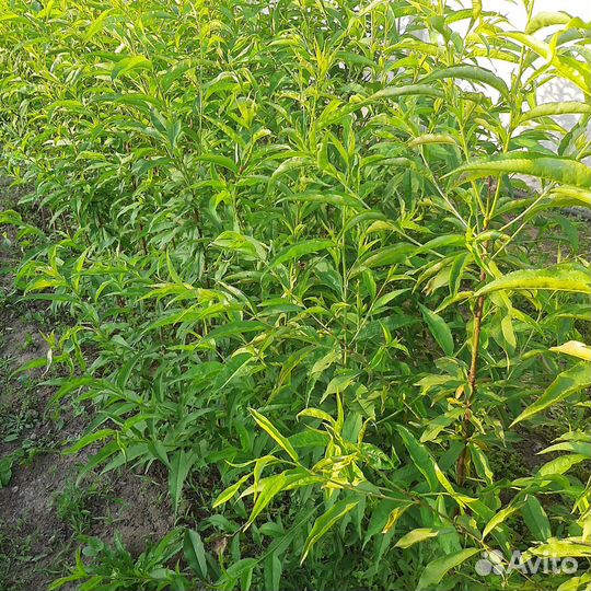 Саженцы персика