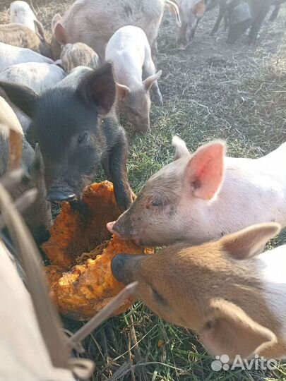 Поросята