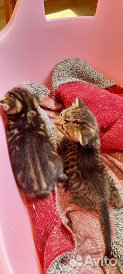 Бенгальская бесплатно