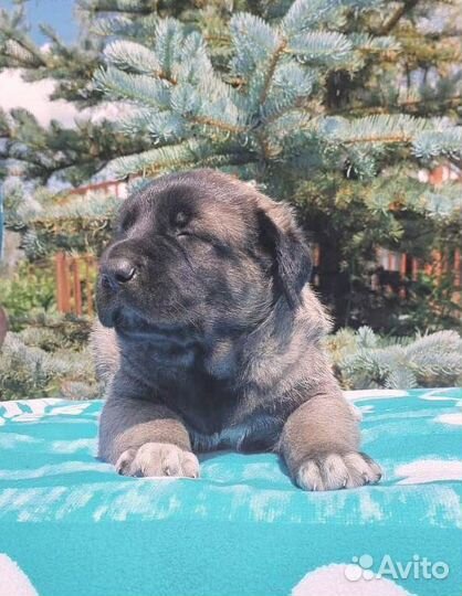 Щенки Турецкого кангала