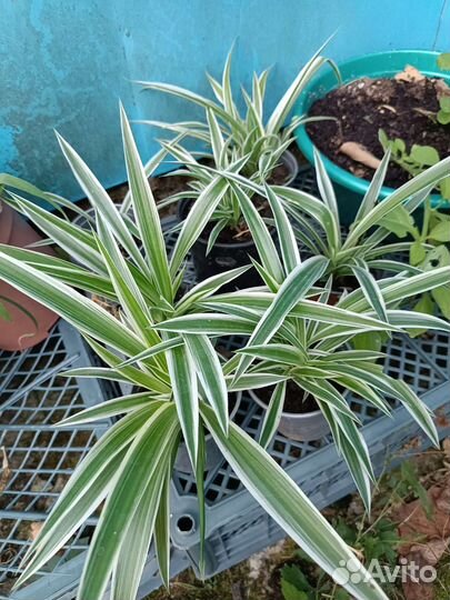 Хлорофитум