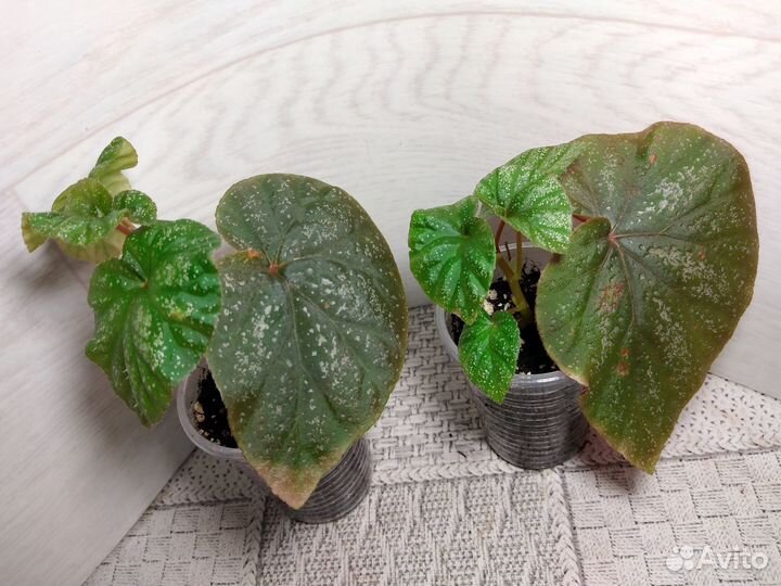 Бегонии кейн (тростниковые) и другие