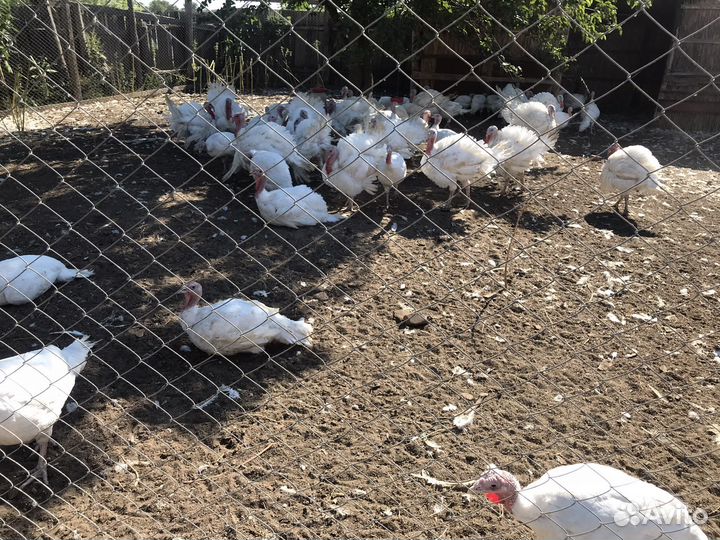 Индюки хайбрид конвертер на мясо