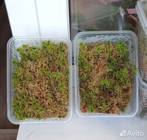 Живой мох сфагнум