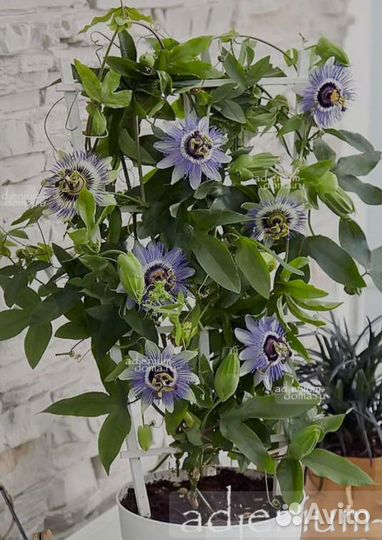 Пассифлора, Хлорофитум, Хавортия