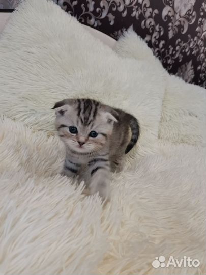 Шотландские котята
