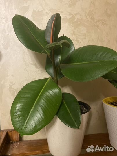 Фикус каучуконосный