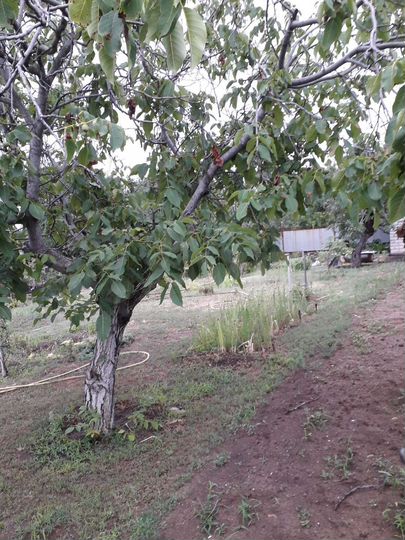 Дача 16,6 м² на участке 5,5 сот.