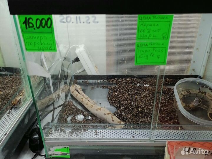 Маисовый полоз