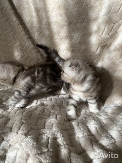 Шотландский котенок