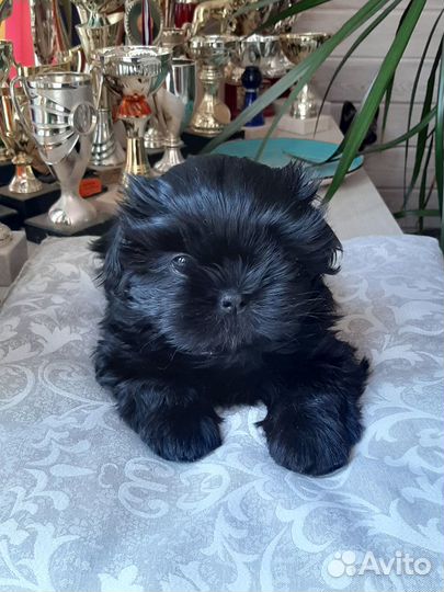 Шитцу мальчики