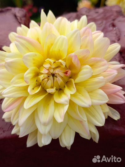 Георгины клубни