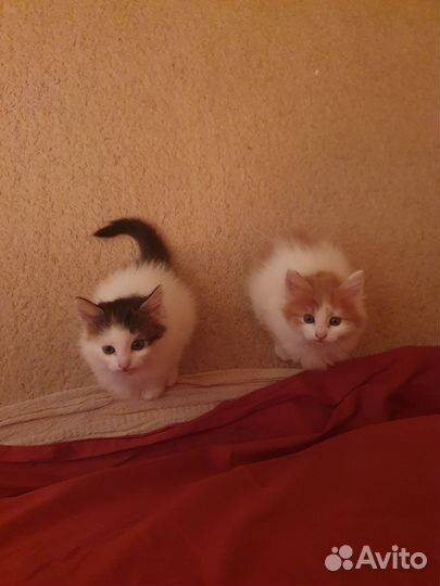 Малыши ищут дом