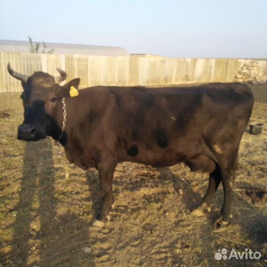 Корова дойная