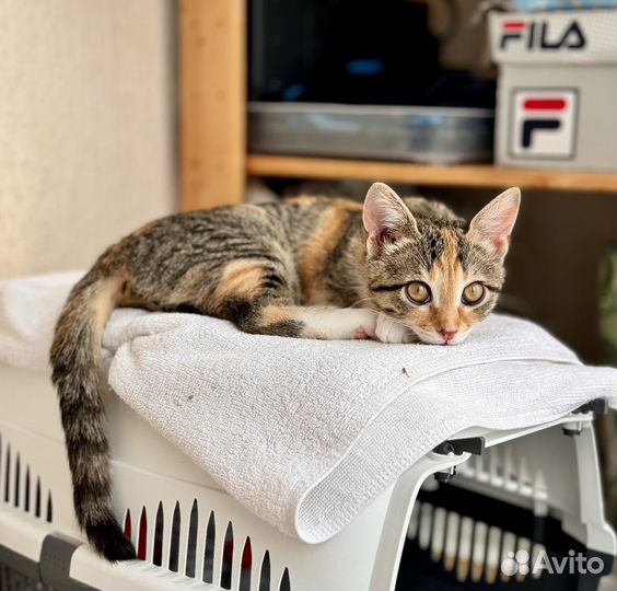 Котенок девочка ищет добрые руки