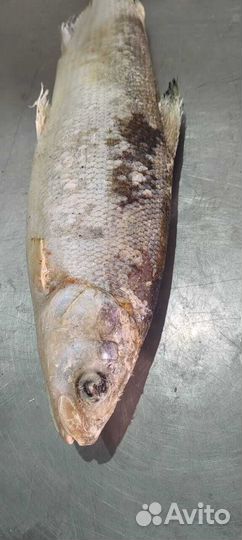 Сиг Н/Р разновес продажа от мешка