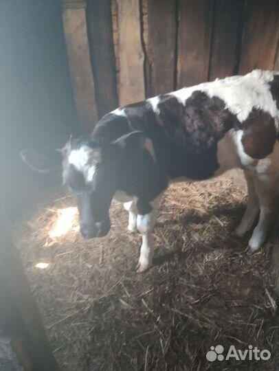 Телята телочки
