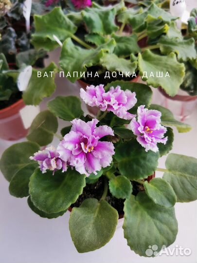 Детки фиалок