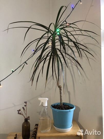 Пальма драцена