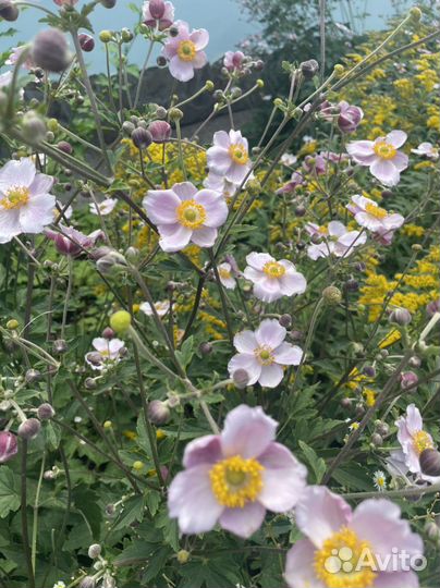 Анемона японская розовая