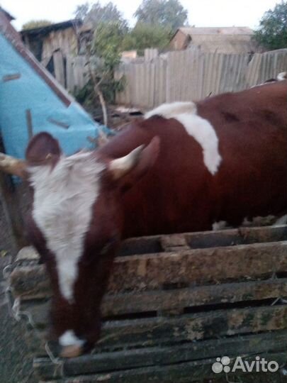 Коровы дойные