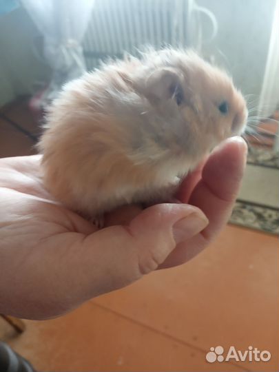 Ангорский хомяк