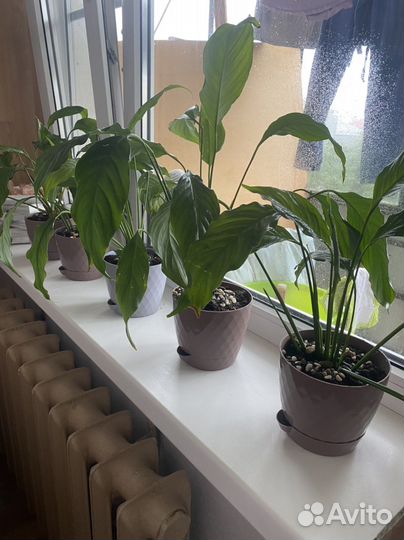 Спатифиллум