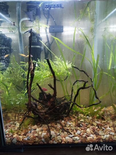 Аквариум aguael 30л со всем содержимым