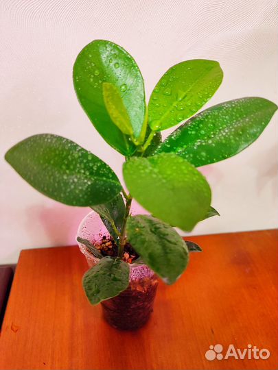 Фикус мокламе