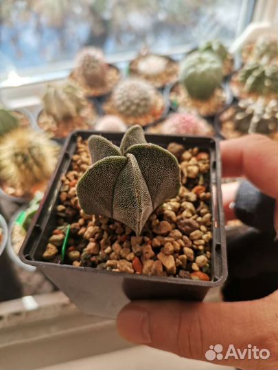 Кактусы и суккуленты