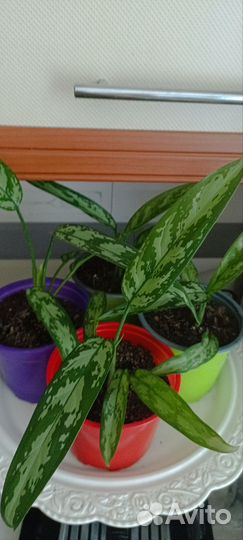 Комнатные растения