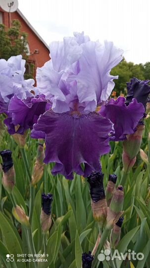 Ирисы бородатые