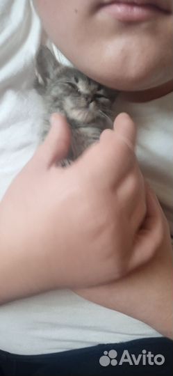 Котята 2.5месаца кушают домашние красивые