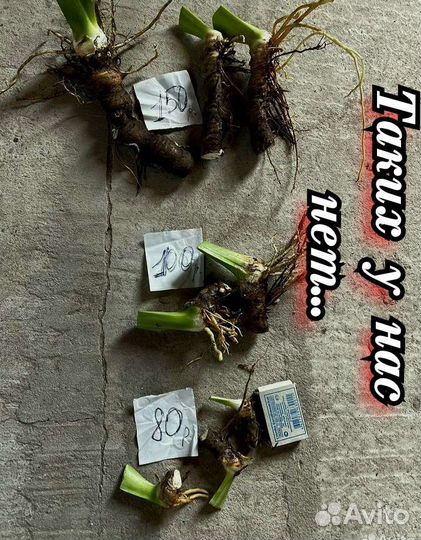 Ирисы бородатые