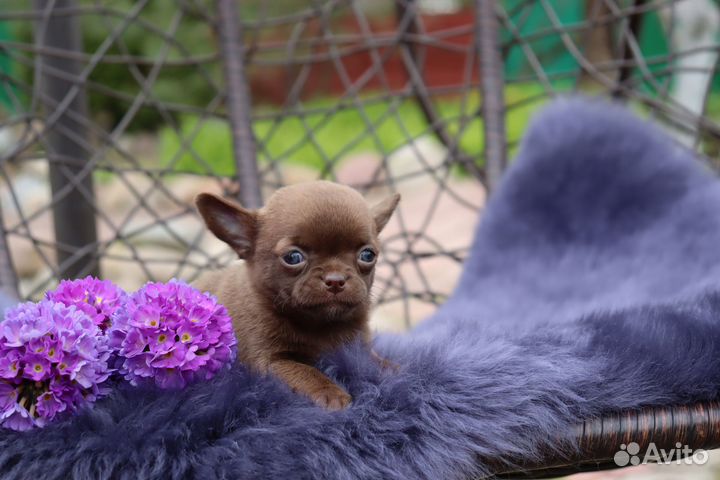 Очаровательные малыши