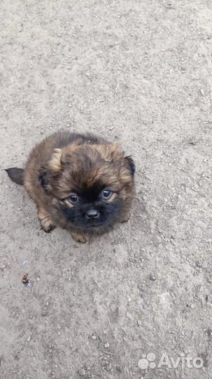 Щенок пекинеса